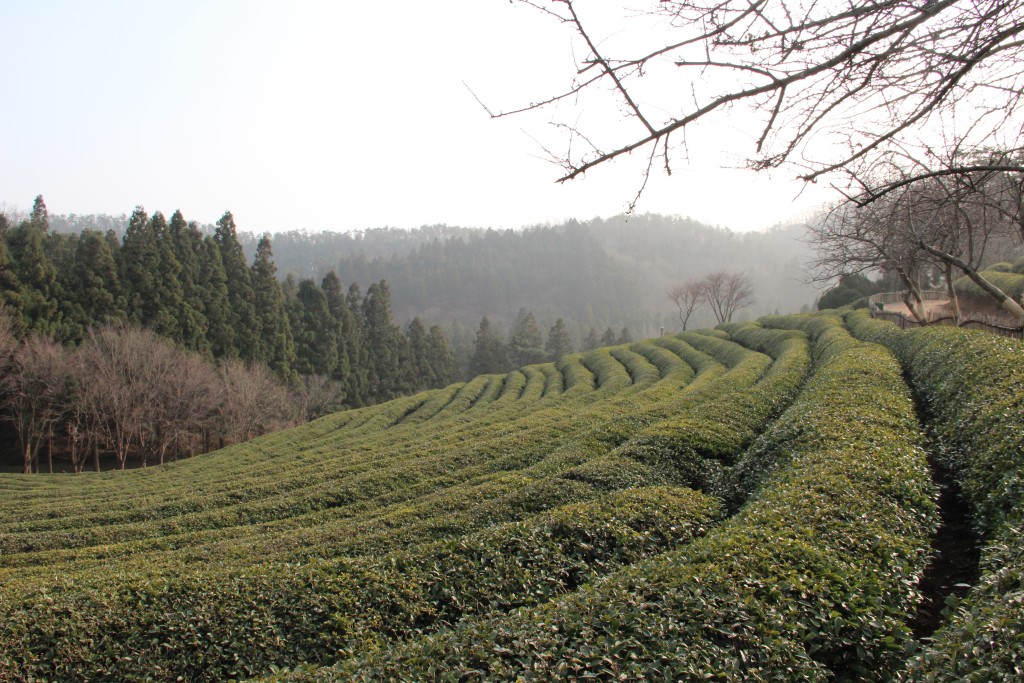 IMG_9611-1024x683 Korea's Tea Museum-- More Than Tea in Boseong