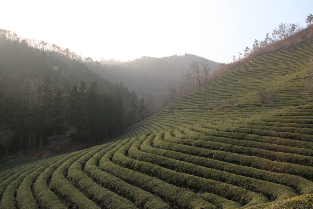 IMG_9630-1024x683 Korea's Tea Museum-- More Than Tea in Boseong