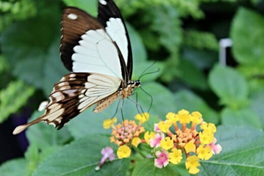 black-and-white-butterfly-lantana-Louis-Ginter-Richmond-VA-519x346 Kid-friendly Activities Near Fort Riley
