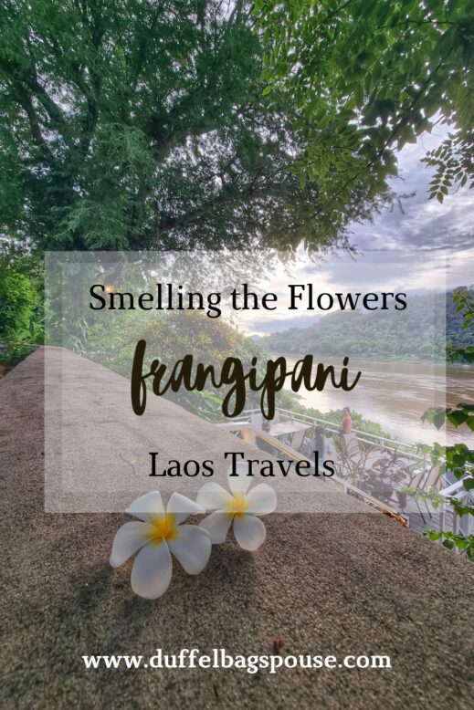 20230707_085313_0000-519x778 Petals in the Breeze: Frangipani Flowers of Laos