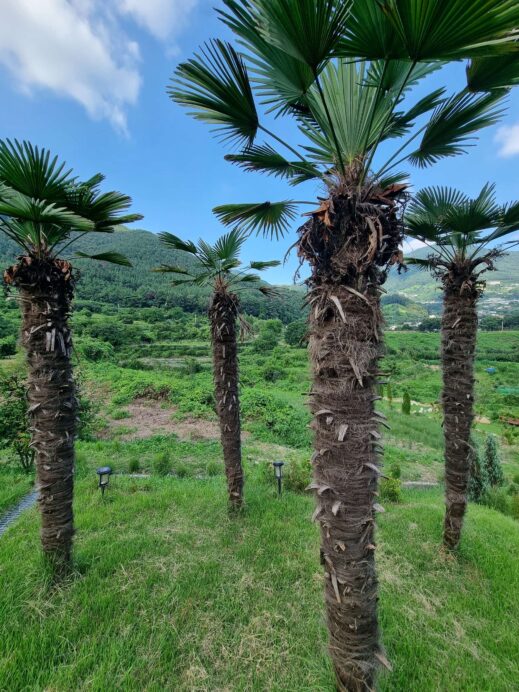 Baraemi-Vanessa-palm-trees-519x692 Baraemi Vanessa: Revel in Miryang's Panoramic Views