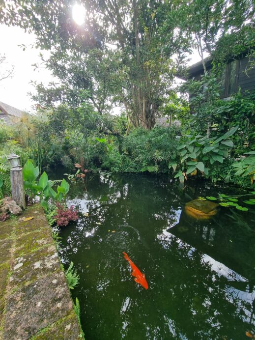 Mon-Jam-Chiang-Mai-koi-pond2-519x692 Things to Do in Mon Jam Chiang Mai's Garden of Eden