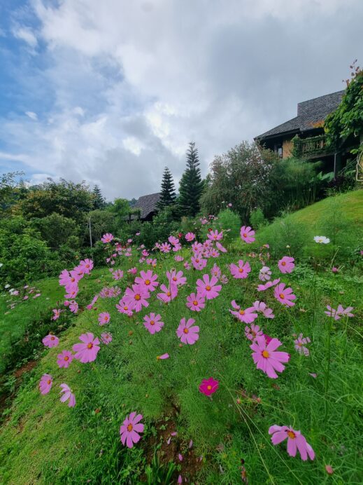 Mon-Jam-Chiang-Mai-pink-flowers-519x692 Things to Do in Mon Jam Chiang Mai's Garden of Eden