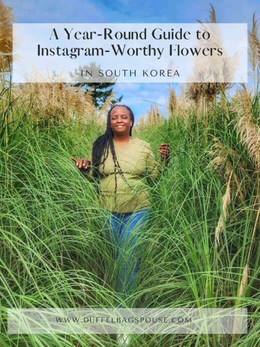 Are-You-Passionate-about-pampas-grass-Explore-South-Koreas-vibrant-flower-blooming-calendar-with-this-Year-Round-Guide-to-Instagram-Worthy-Flowers-519x692 A Year-Round Guide to Instagram-Worthy Flowers in South Korea