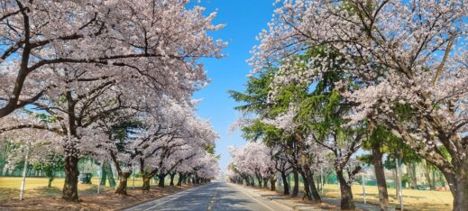 Camp-Walker-cherry-blossom-lane-519x234 A Year-Round Guide to Instagram-Worthy Flowers in South Korea