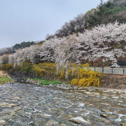 Uksucheon-Stream-left-519x519 A Year-Round Guide to Instagram-Worthy Flowers in South Korea