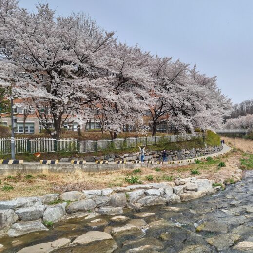 Uksucheon-Stream-right-519x519 A Year-Round Guide to Instagram-Worthy Flowers in South Korea