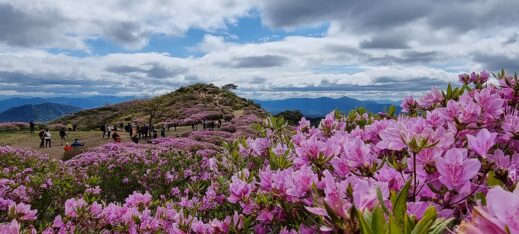 azaleas-with-mountin-519x234 A Year-Round Guide to Instagram-Worthy Flowers in South Korea