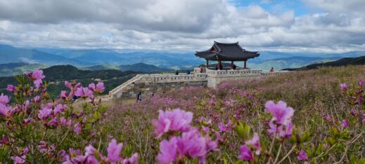 azaleas-with-wall-519x234 A Year-Round Guide to Instagram-Worthy Flowers in South Korea