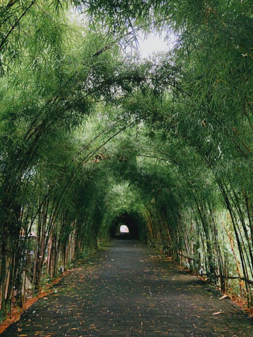 bamboo-tree-arch-519x692 Serenity Found: The Juknokwon Bamboo Garden in Damyang Korea