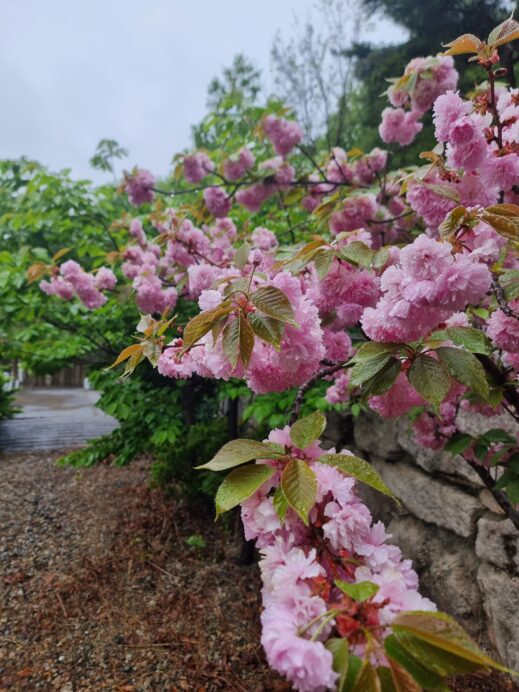 cherry-blossoms-at-dragon-temple-pohang-519x692 A Year-Round Guide to Instagram-Worthy Flowers in South Korea
