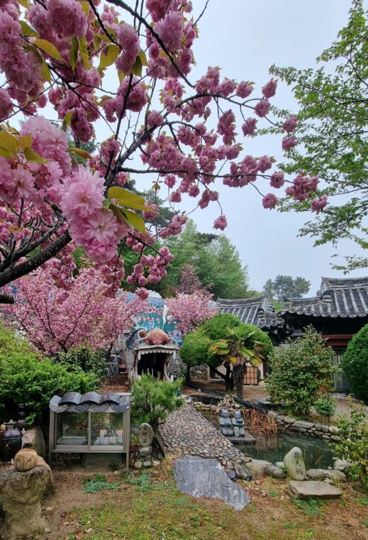 double-cherry-blossoms-at-dragon-temple-519x761 A Year-Round Guide to Instagram-Worthy Flowers in South Korea