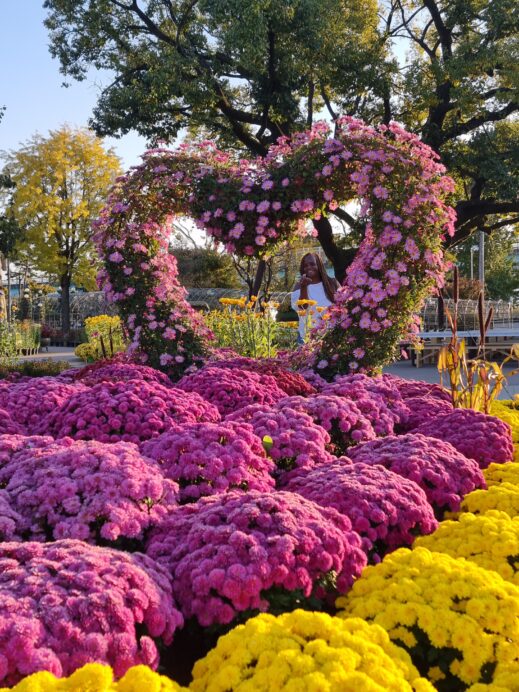 heart-Chrysanthemum-519x692 A Year-Round Guide to Instagram-Worthy Flowers in South Korea
