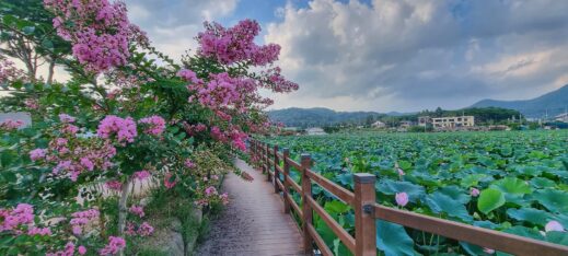 lily-pond-and-pathway-519x234 A Year-Round Guide to Instagram-Worthy Flowers in South Korea