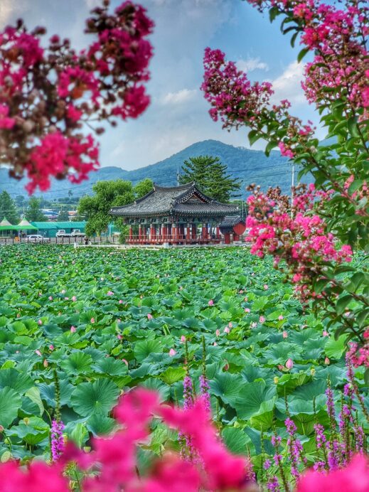 lotus-framed-pond-519x692 A Year-Round Guide to Instagram-Worthy Flowers in South Korea