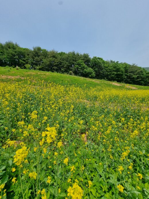 s-field-of-yellow-flowers-519x692 A Year-Round Guide to Instagram-Worthy Flowers in South Korea