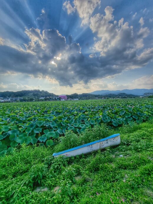 shipwrecked-boat-on-lily-pond-519x692 A Year-Round Guide to Instagram-Worthy Flowers in South Korea