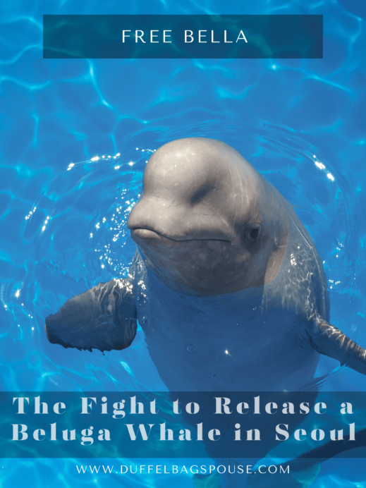 Beluga-whale-captivity-pinterest-pin-1-519x692 Free Bella: The Fight to Release a Beluga Whale in Seoul
