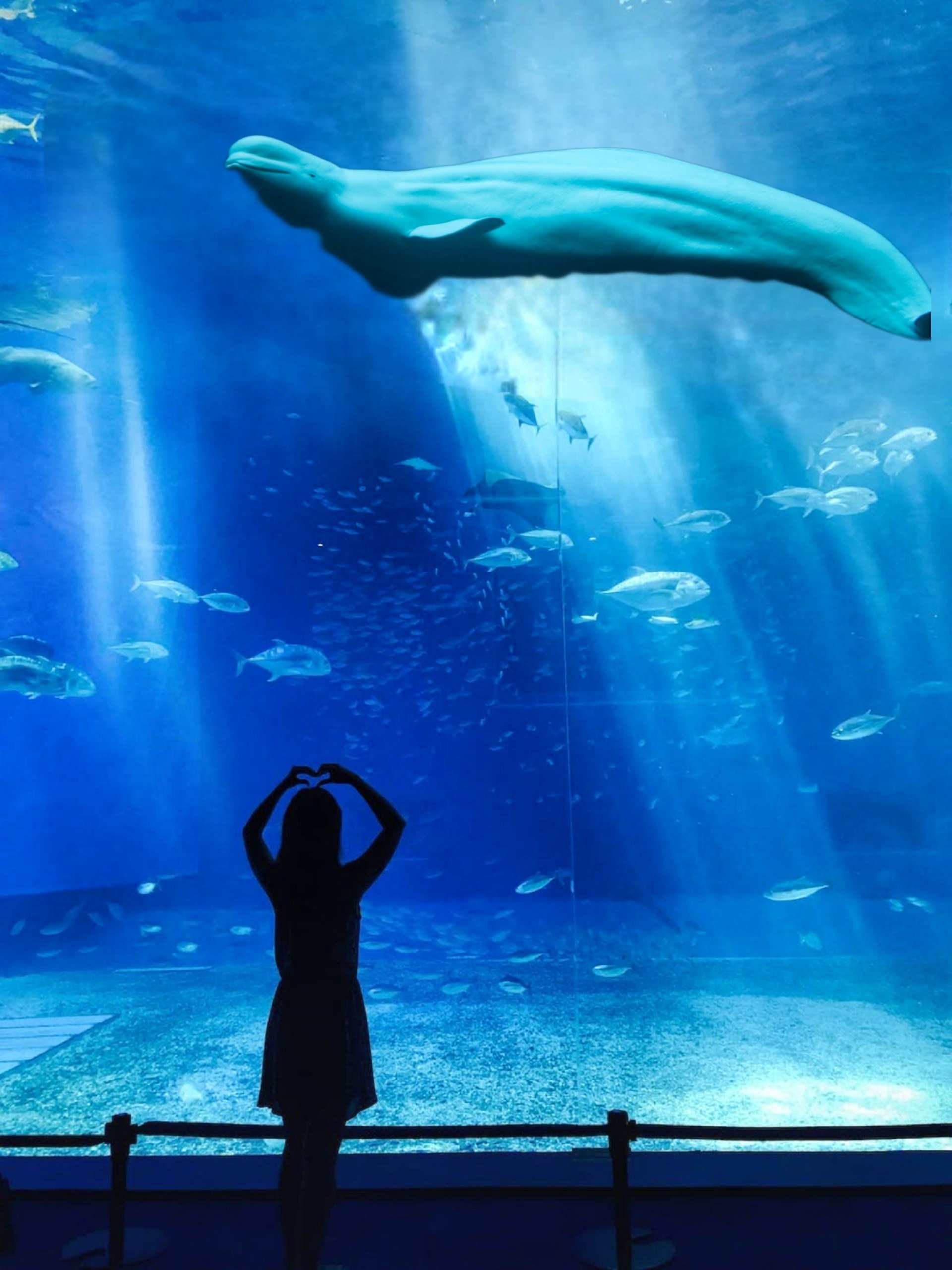 Beluga-whale-in-Seoul-aquarium Free Bella: The Fight to Release a Beluga Whale in Seoul