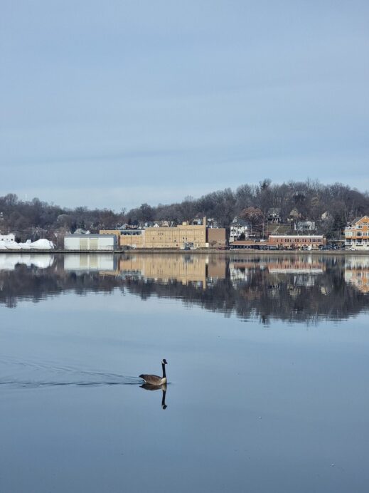 duck-on-the-mississippi-river-519x692 Through the Lens of Time: Living in the Historical Heart of Rock Island Arsenal